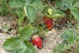 potager-juin-2014-fraisiers1