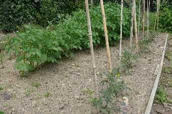 potager-juin-2014-plants-tomates-et-pommes-de-terre1