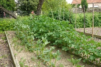 potager-juin-2014-pommes-de-terre-et-f%c3%a8ves1