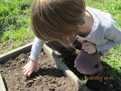 Potager s1 année 2014 001