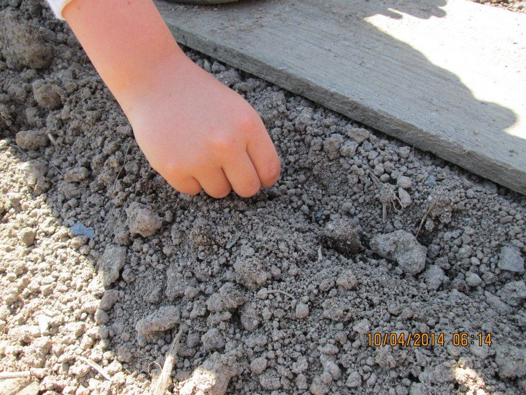 Potager s1 année 2014 006